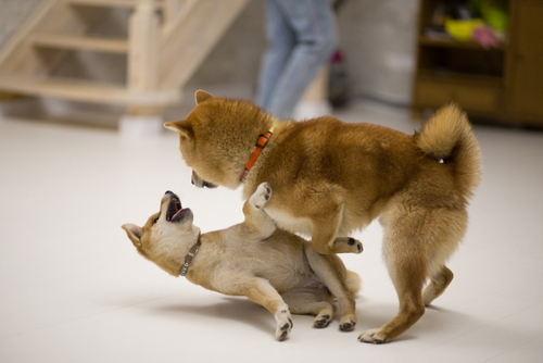 Dogecoin flips Shiba Inu amid meme-coin supremacy battle